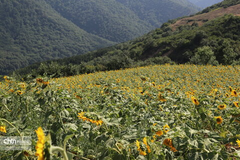 آفتابگردان گلستان