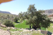 درختان کهنسال کنار واقع در روستای بیشه دراز دهلران ایلام ثبت ملی شد