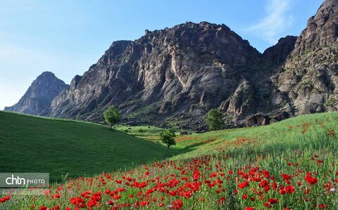 مخمل کوه ، یکی از شگرف‌ترین شگفتی‌های حیات لرستان