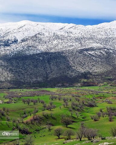 مخمل کوه ، یکی از شگرف‌ترین شگفتی‌های حیات لرستان