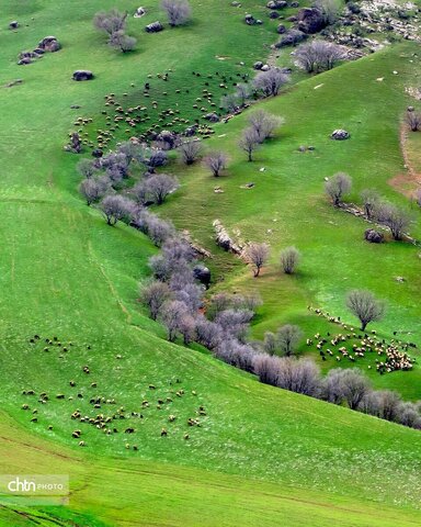 مخمل کوه ، یکی از شگرف‌ترین شگفتی‌های حیات لرستان