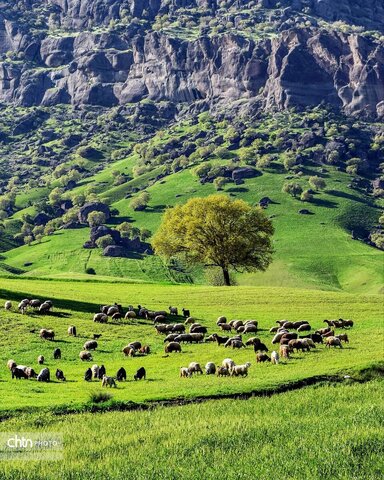 مخمل کوه ، یکی از شگرف‌ترین شگفتی‌های حیات لرستان