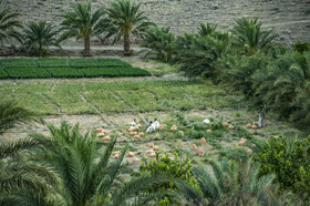 باغ های زیبا در روستای هریدوک شهرستان لاشار استان سیستان وبلوچستان