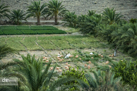 باغ های زیبا در روستای هریدوک شهرستان لاشار استان سیستان وبلوچستان