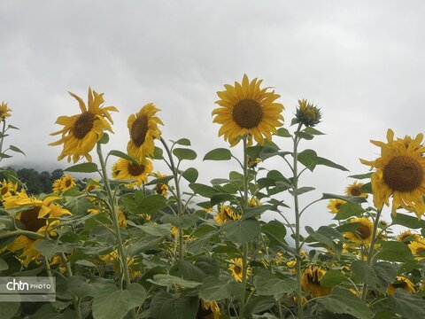 مزرعه گل های آفتاب مزرعه گل های آفتاب