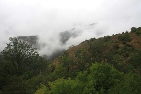 جنگل رودبارک مهدی شهر