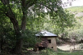 جنگل رودبارک؛ زیستگاه آرامش و حیات وحش