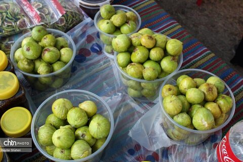 جشنواره انجیر گلوگاه در مازندران