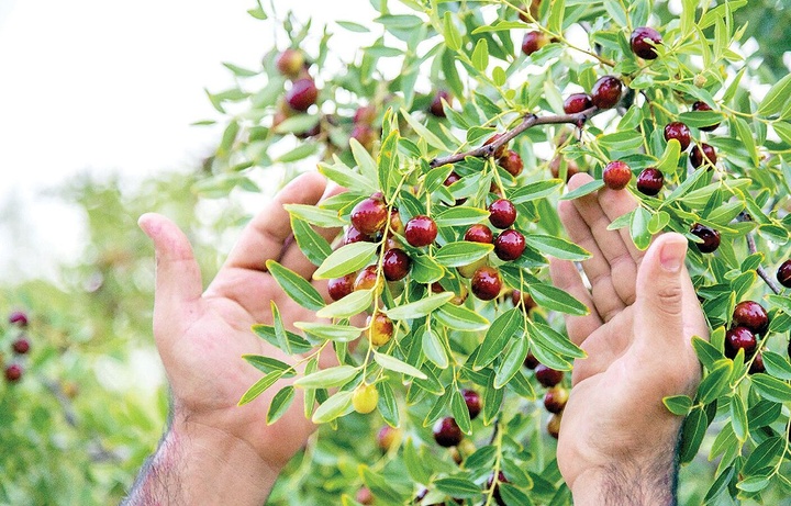 پیش‌بینی برداشت ۹هزار تن عناب خشک در خراسان جنوبی