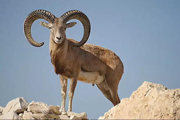 آغاز سرشماری تابستانه حیات وحش در لرستان