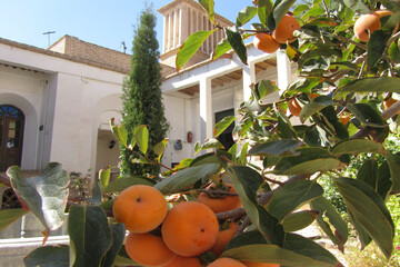 خانه یغمائی ها در شاهرود