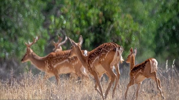 پرورش ۱۳ رأس گوزن زرد ایرانی در مرکز حفاظتی لرستان