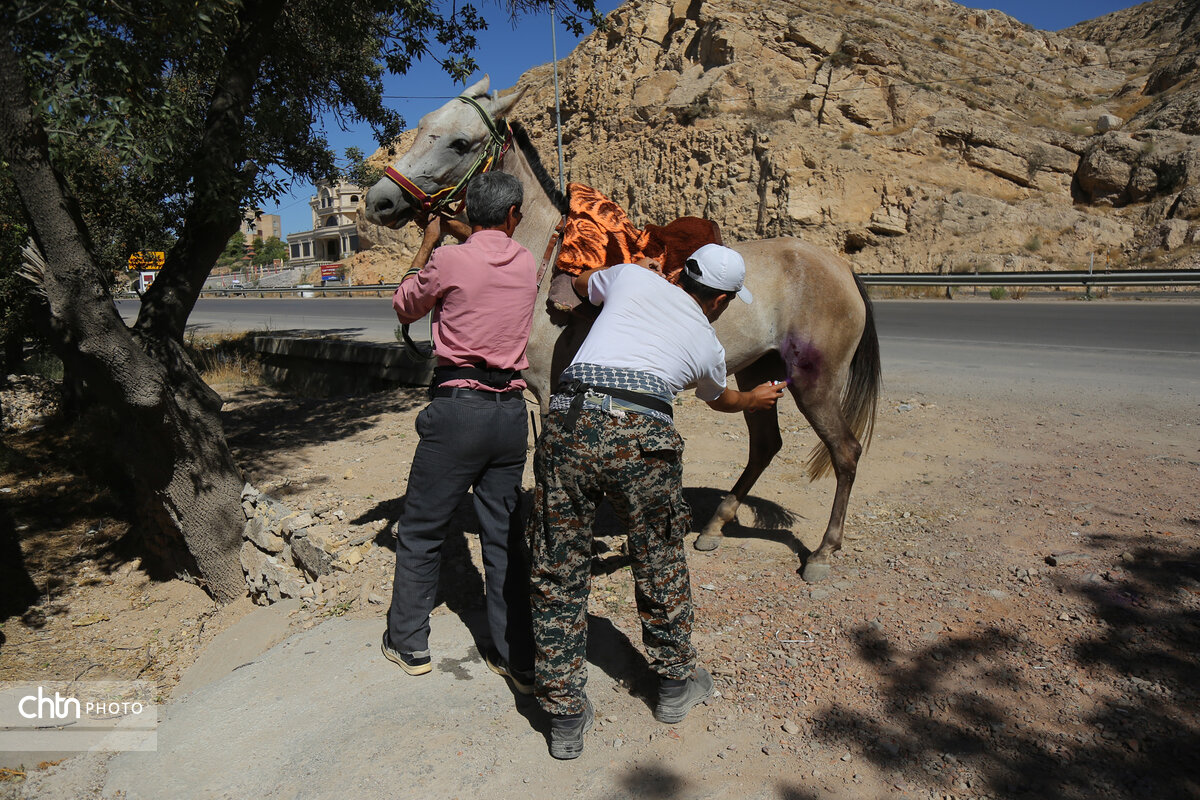 کاروان سوارکاران بجنورد در راه مشهد الرضا (ع)