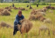 دومین جشنواره خرمن مازندران در دهکده بردون برگزار می‌شود