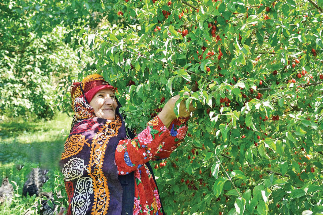 نهمین جشنواره زغالاخته در کلیبر برگزار میشود