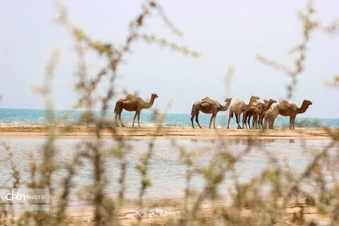 گزارش تصویری نوروز دریا