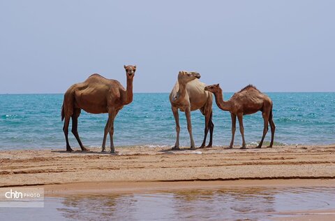 گزارش تصویری نوروز دریا