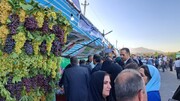 جشنواره انگور در روستای گردشگری درسجین ابهر افتتاح شد