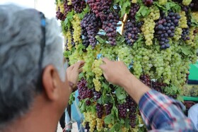 گشایش جشنواره انگور در روستای گردشگری درسجین ابهر