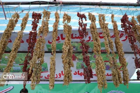 جشنواره انگور در روستای گردشگری درسجین ابهر گشایش یافت