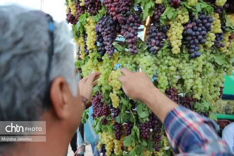 جشنواره انگور در روستای گردشگری درسجین ابهر گشایش یافت