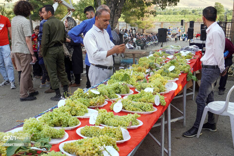 دوزادهمین جشنواره خوشه برتر شهرستان ملایر