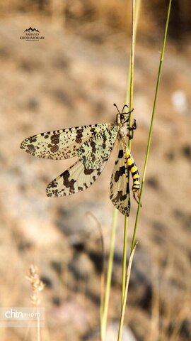 کوه سیر ارومیه جاذبه‌ای تاریخی و تفریحی برای کوهنوردان