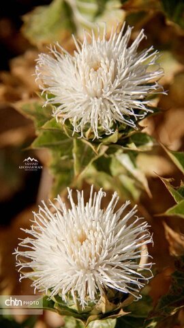 کوه سیر ارومیه جاذبه‌ای تاریخی و تفریحی برای کوهنوردان