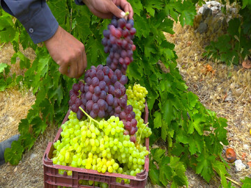 سی سخت؛ نگین گردشگری جنوب ایران