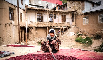 جشنواره زغال اخته روستای هیر