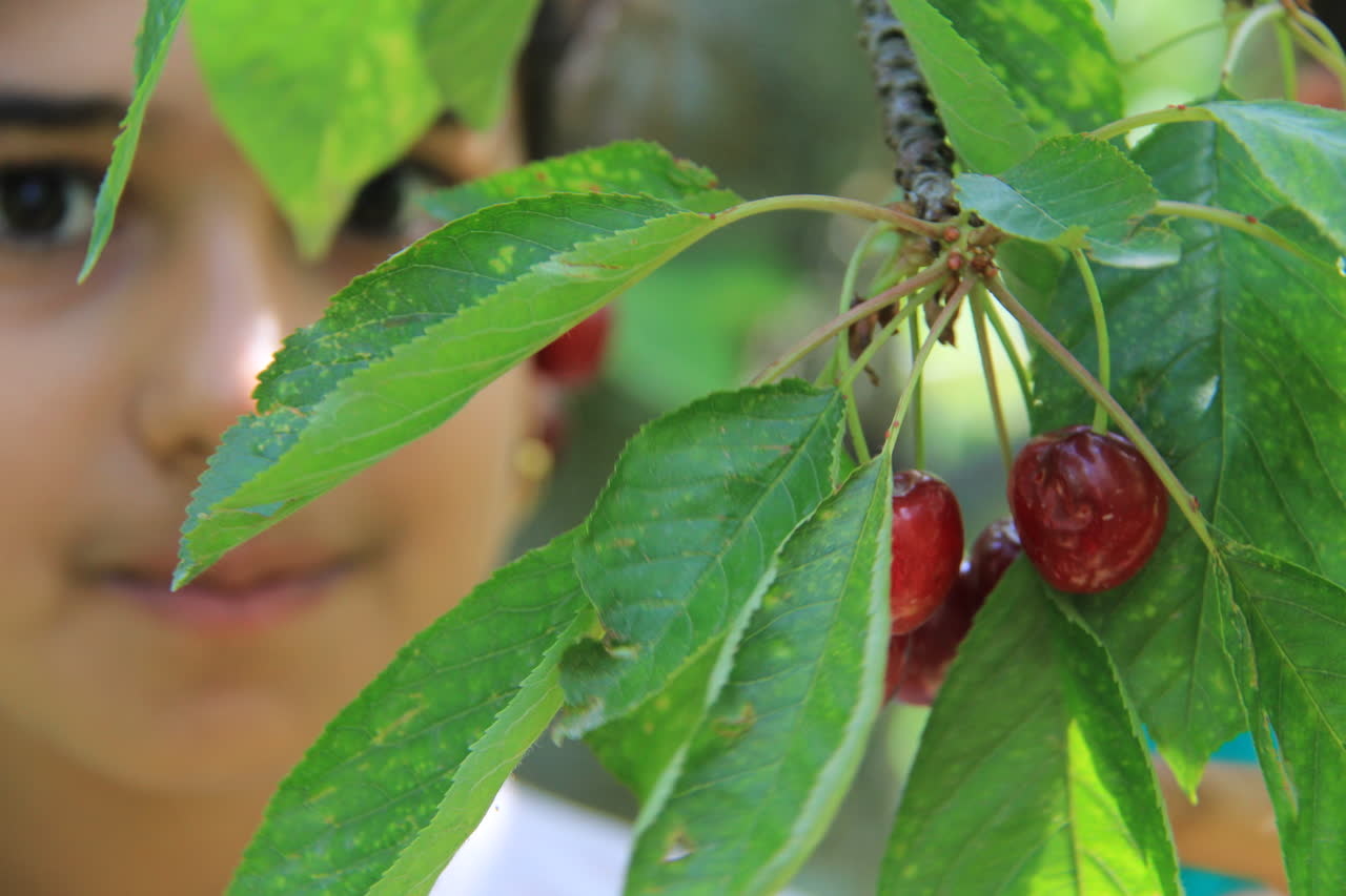 ۲ جشنواره برداشت محصول استان قزوین در تقویم ملی گردشگری بهثبت رسید