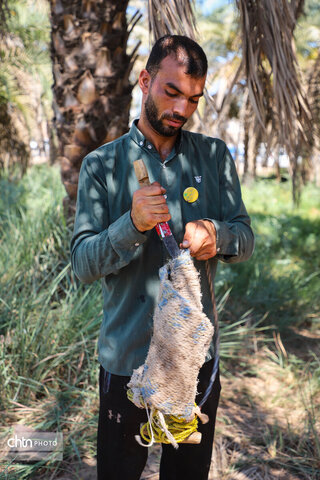 سومین جشنواره شکرانه برداشت خرما در اهواز