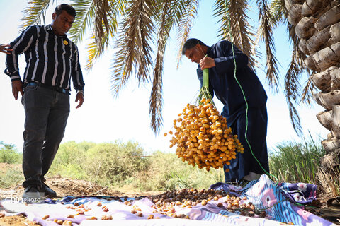 سومین جشنواره شکرانه برداشت خرما در اهواز