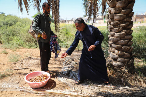 سومین جشنواره شکرانه برداشت خرما در اهواز