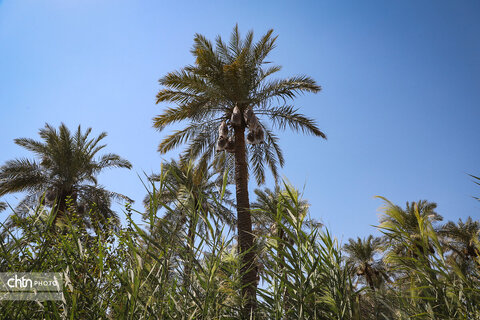 سومین جشنواره شکرانه برداشت خرما در اهواز