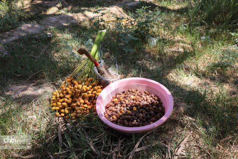 سومین جشنواره شکرانه برداشت خرما در اهواز