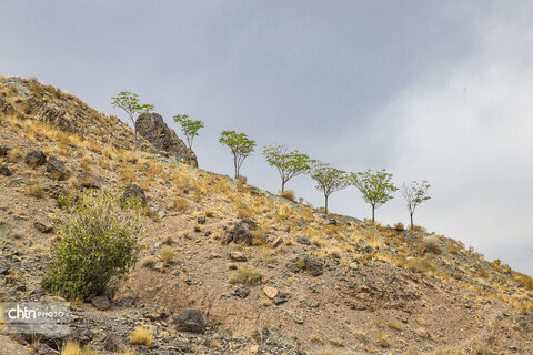 بند دره