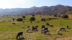 شهر گردشگری عنبر - مسجدسلیمان