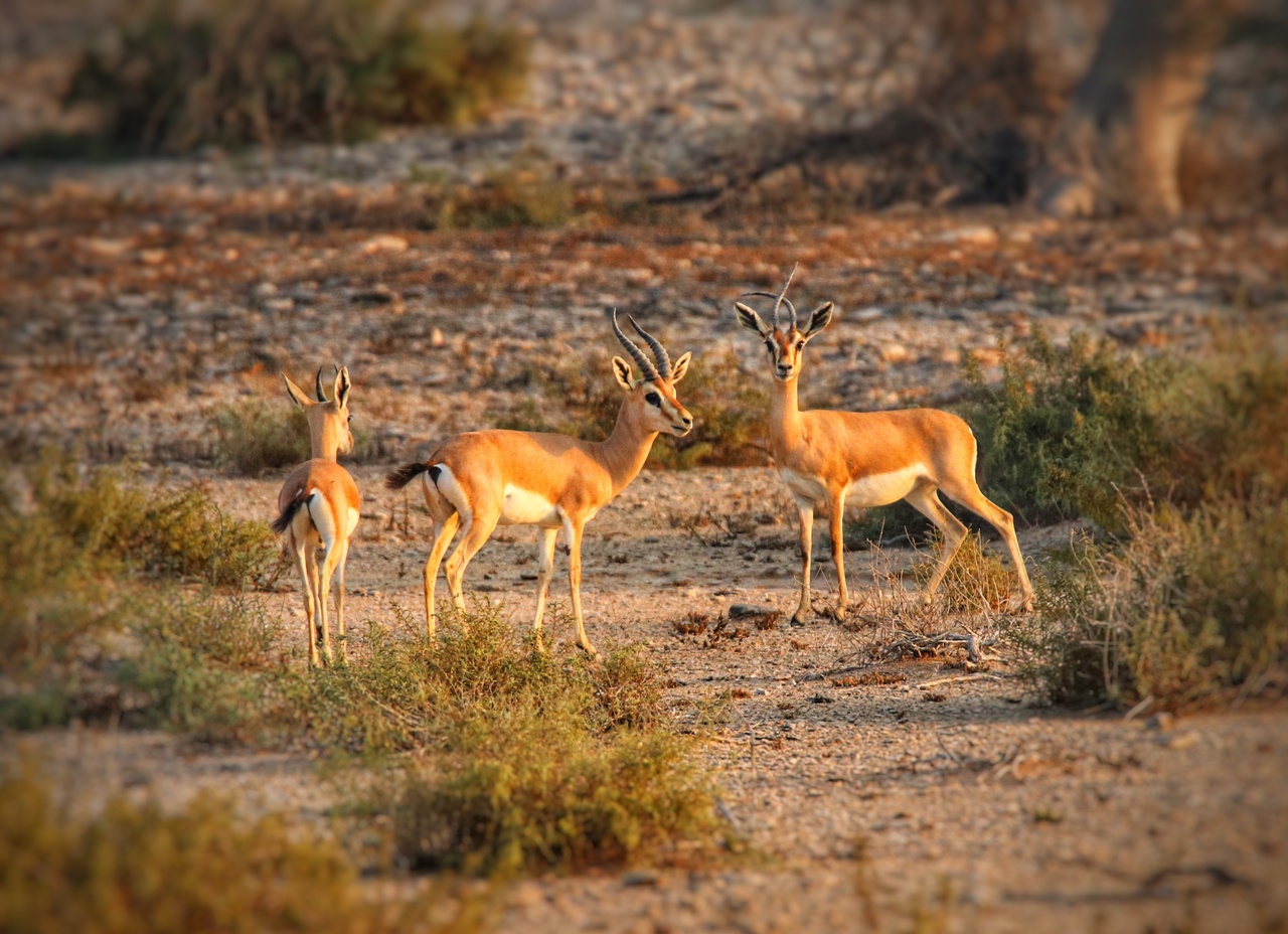 هنگام؛ جزیرهای با سواحل منحصربه فرد/ از ساحل نقرهای تا ساحل پلانکتونها