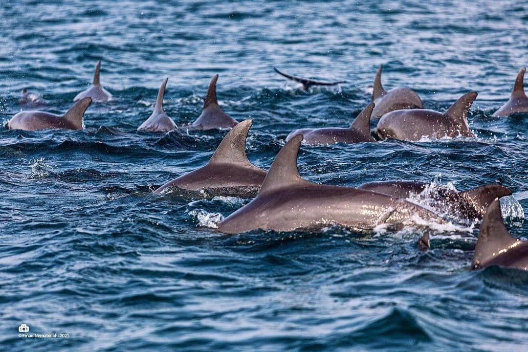 هنگام؛ جزیرهای با سواحل منحصربه فرد/ از ساحل نقرهای تا ساحل پلانکتونها