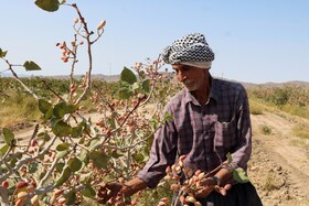 برداشت پسته از باغات شهرستان جاجرم