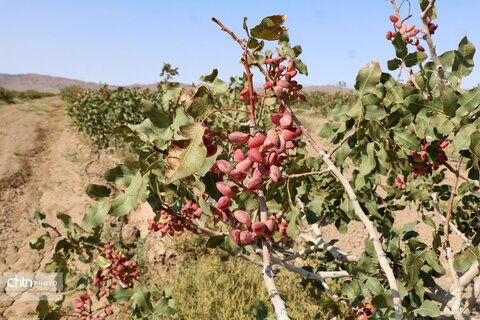 برداشت پسته از باغات شهرستان جاجرم