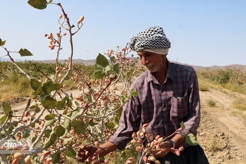 برداشت پسته از باغات شهرستان جاجرم