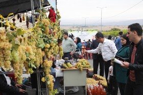 نخستین جشنواره ملی انگور در شهرستان مشگین‌شهر