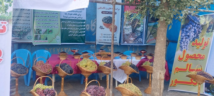 جشنواره انگور تاکستان