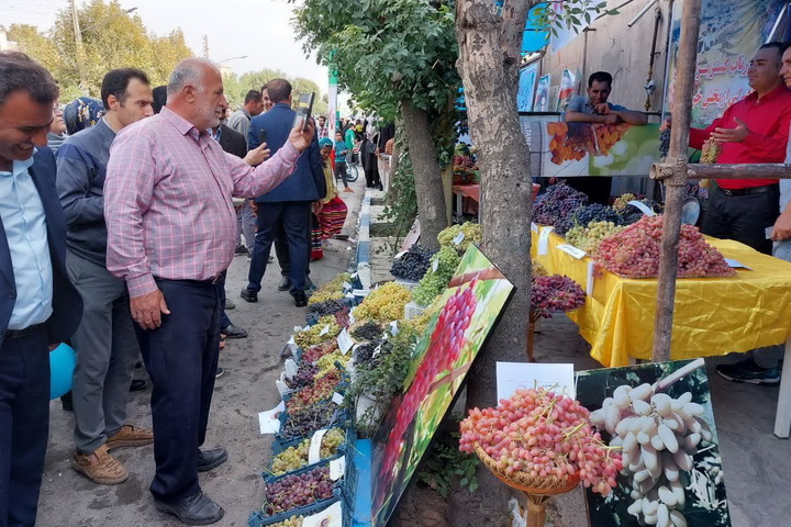 جشنواره انگور تاکستان