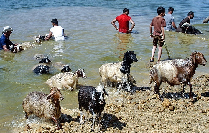 مراسم مال شوران گیلان