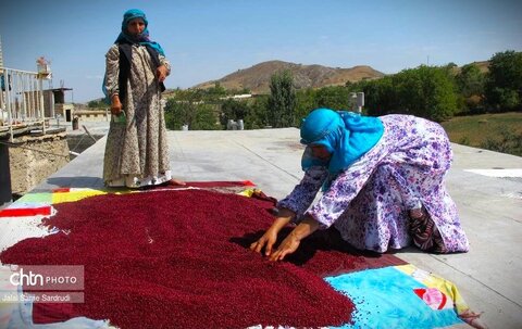 هفدهمین جشنواره سماق قرمز پس از ۵ سال وقفه در هوراند آذربایجان شرقی برگزار می‌شود