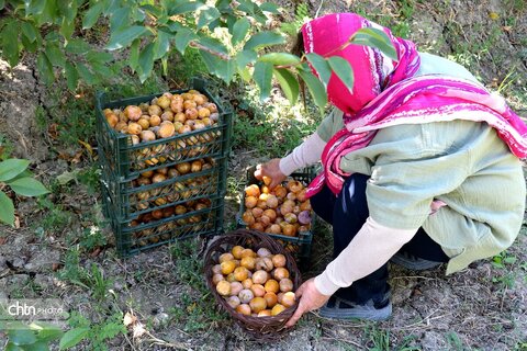 از برداشت تا خشک‌کردن آلوبخارا شوقان خراسان شمالی