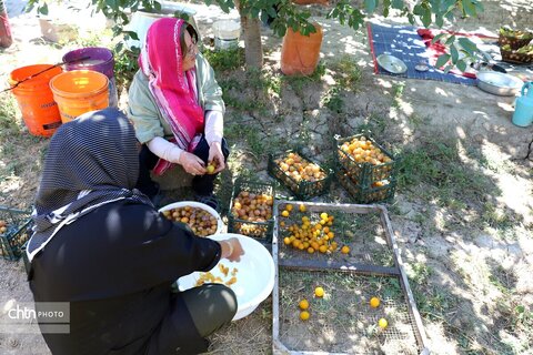 از برداشت تا خشک‌کردن آلوبخارا شوقان خراسان شمالی